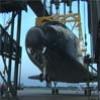 Discovery is lowered